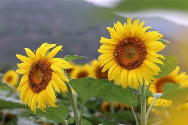 七夕适合送男朋友什么花，可选择玫瑰花、向日葵、剑兰等