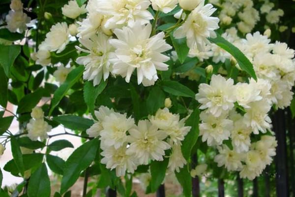 为什么木香花叫鬼招手，因为其花朵一般会聚集在一起