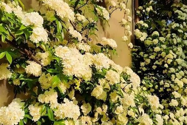 为什么木香花叫鬼招手，因为其花朵一般会聚集在一起