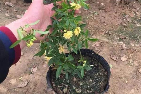 为什么木香花叫鬼招手，因为其花朵一般会聚集在一起