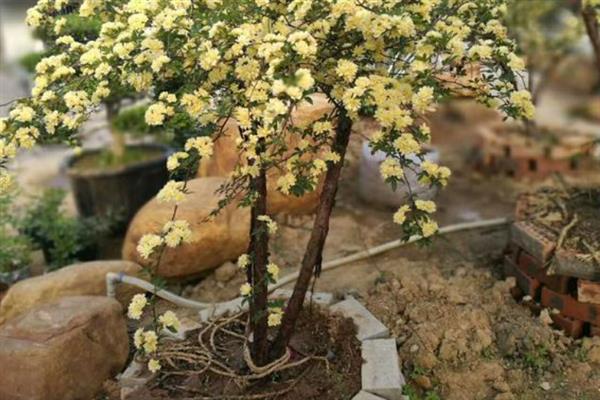 为什么木香花叫鬼招手，因为其花朵一般会聚集在一起