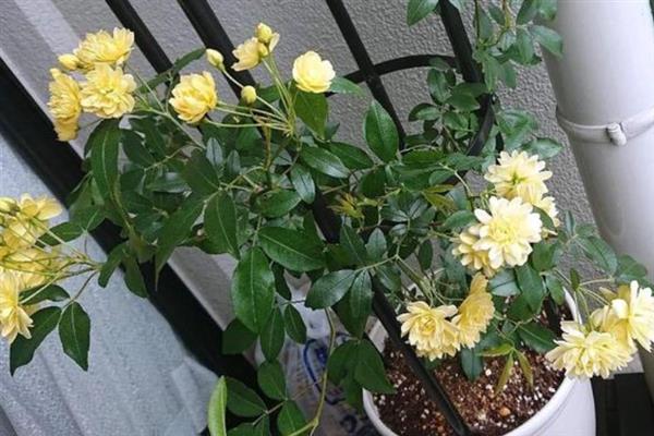 为什么木香花叫鬼招手，因为其花朵一般会聚集在一起