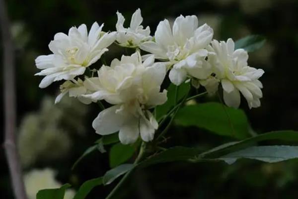 为什么木香花叫鬼招手，因为其花朵一般会聚集在一起