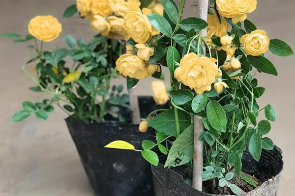 为什么木香花叫鬼招手，因为其花朵一般会聚集在一起