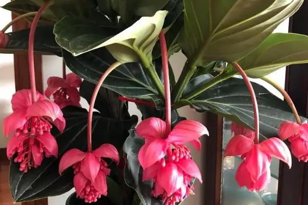 怎么养宝莲灯花,生长期要及时追施氮磷钾肥