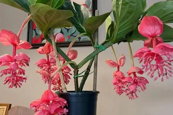 怎么养宝莲灯花,生长期要及时追施氮磷钾肥