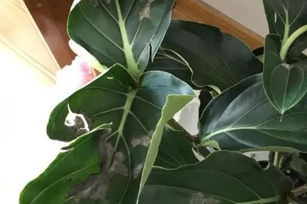 怎么养宝莲灯花,生长期要及时追施氮磷钾肥