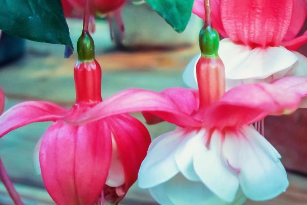 怎么养宝莲灯花,生长期要及时追施氮磷钾肥