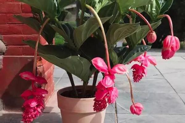 怎么养宝莲灯花,生长期要及时追施氮磷钾肥