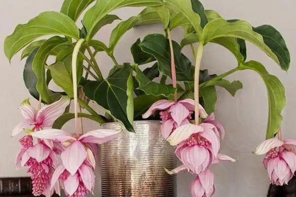 怎么养宝莲灯花,生长期要及时追施氮磷钾肥