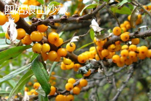 沙棘分布在哪里，在我国以西北、西南、北部地区为主