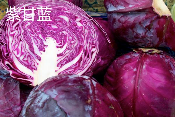紫甘蓝和包菜的区别，前者呈紫色、后者呈灰绿色
