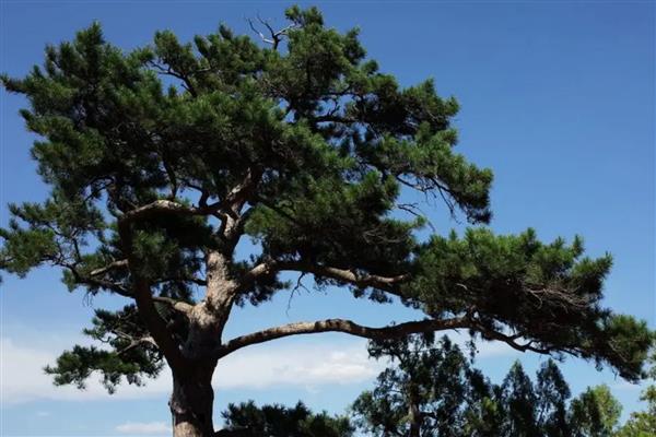 松树的种类，常见的有红松、黑松和五针松等
