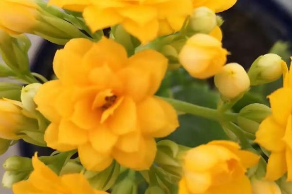 冬天开花的有哪些花，常见的有长寿花、梅花、虎刺梅等