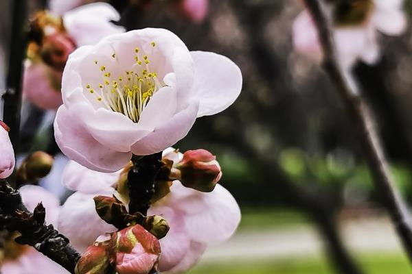 冬天开花的有哪些花，常见的有长寿花、梅花、虎刺梅等