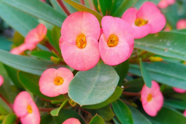 冬天开花的有哪些花，常见的有长寿花、梅花、虎刺梅等