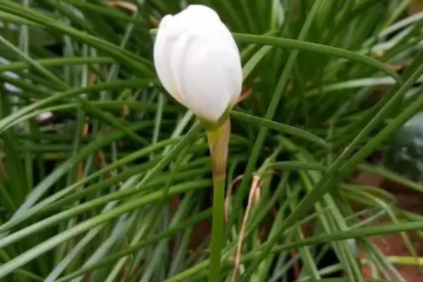 冬天开花的有哪些花，常见的有长寿花、梅花、虎刺梅等
