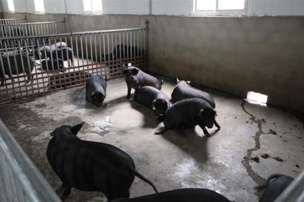 藏香猪怎么养殖，3-6月龄的小猪饲喂量为体重的4%