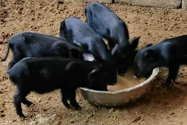 藏香猪怎么养殖，3-6月龄的小猪饲喂量为体重的4%