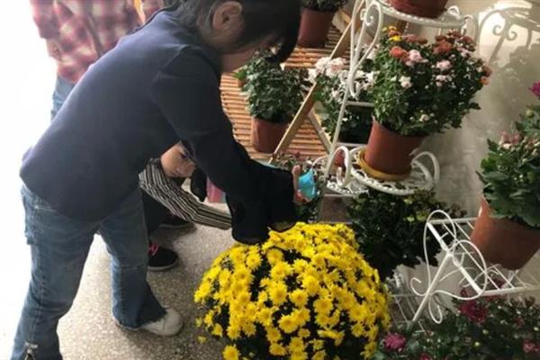 千头菊的养殖方法，生长期要及时补充施肥