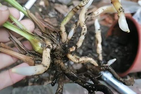 兰花的换盆方法，多在春、秋两季进行