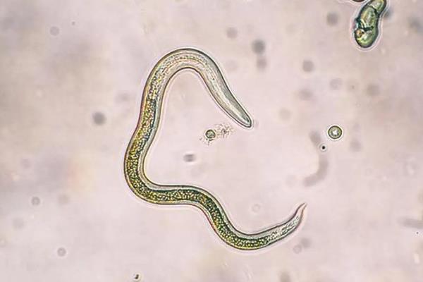狗身上有哪些寄生虫，常见的有绦虫、蜱类、跳蚤等