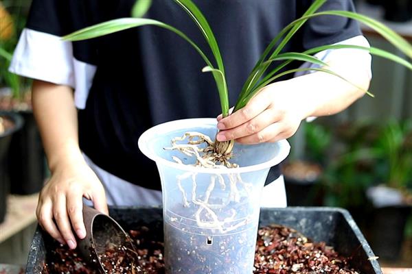 兰花的换盆方法，多在春、秋两季进行