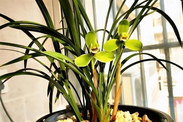 兰花的换盆方法，多在春、秋两季进行