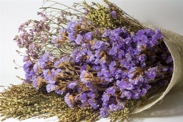 紫色满天星的花语，寓意思念、想念