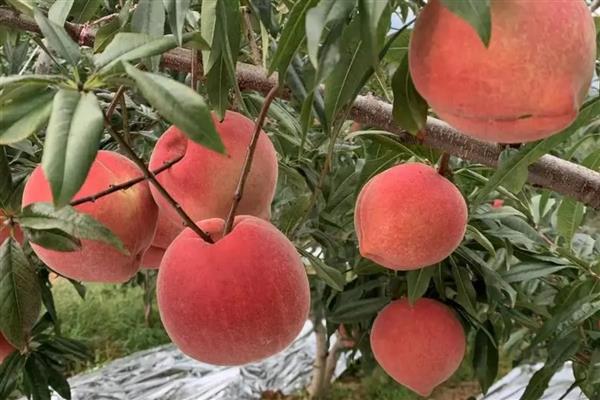 雪桃树苗的品种，常见的有冬桃2号、金秋红蜜等