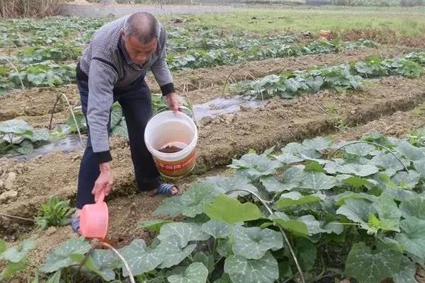 南瓜中后期如何管理，追肥以速效氮肥为主