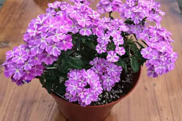 紫色满天星的花语，寓意思念、想念