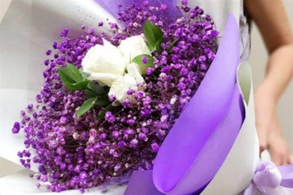 紫色满天星的花语，寓意思念、想念