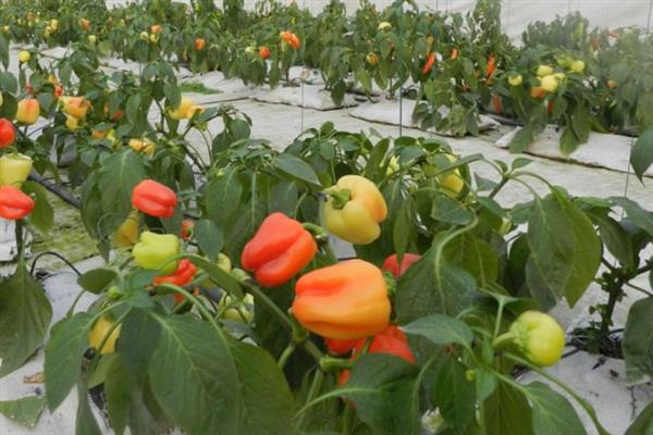 怎么管理彩椒才能提高产量，缩小株距、选留结果枝有利于高产