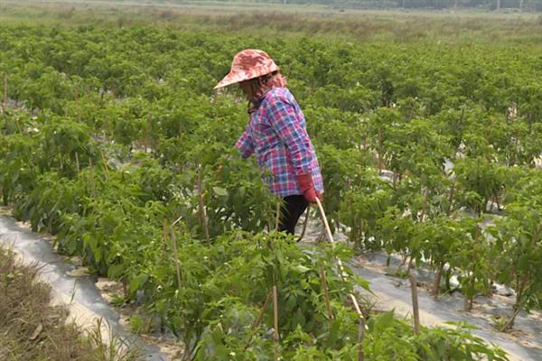 怎么管理彩椒才能提高产量，缩小株距、选留结果枝有利于高产