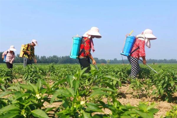 怎么管理彩椒才能提高产量，缩小株距、选留结果枝有利于高产