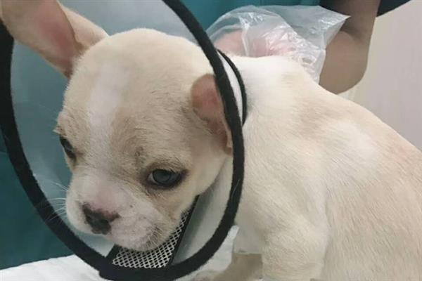 什么是犬冠状病毒病，是一种急性胃肠道传染病