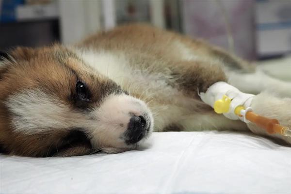 什么是犬冠状病毒病，是一种急性胃肠道传染病