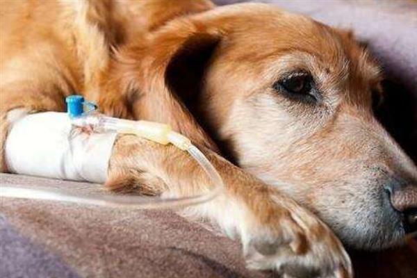 什么是犬冠状病毒病，是一种急性胃肠道传染病