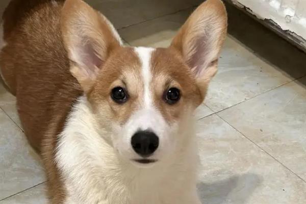 什么是犬冠状病毒病，是一种急性胃肠道传染病