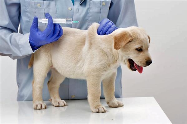 什么是犬冠状病毒病，是一种急性胃肠道传染病
