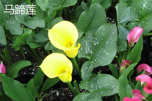看病人适合送什么花，可选择康乃馨、马蹄莲等