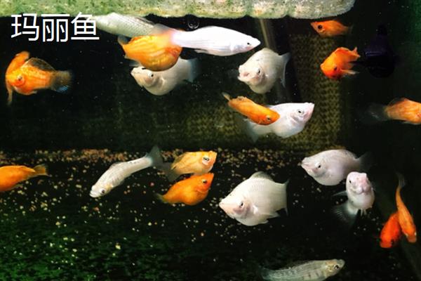 鱼缸小了对鱼有影响吗，影响还是很大的