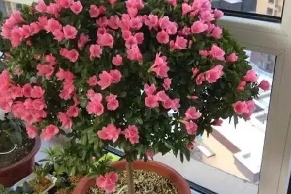 杜鹃花能在家里养吗，观赏价值高适合在家里养