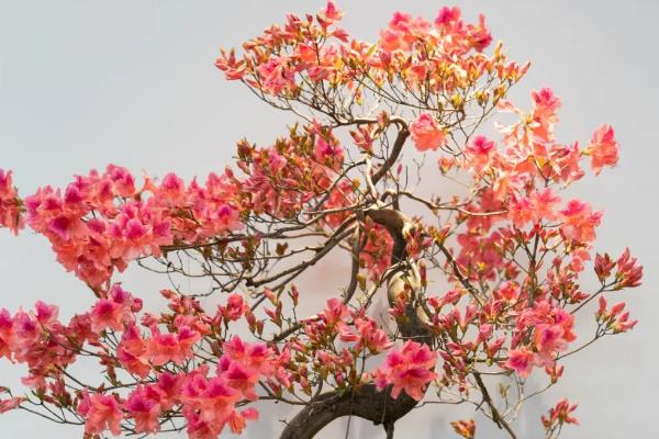 杜鹃花能在家里养吗，观赏价值高适合在家里养