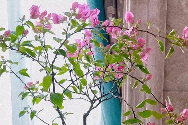怎么在室内养殖三角梅，春季每天浇一次水