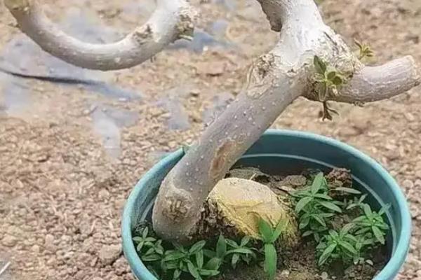 怎么在室内养殖三角梅，春季每天浇一次水