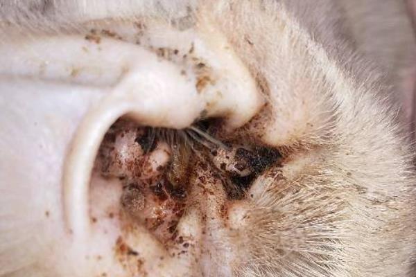 猫咪耳朵里有耳垢就是有耳螨吗，不一定是耳螨引起的