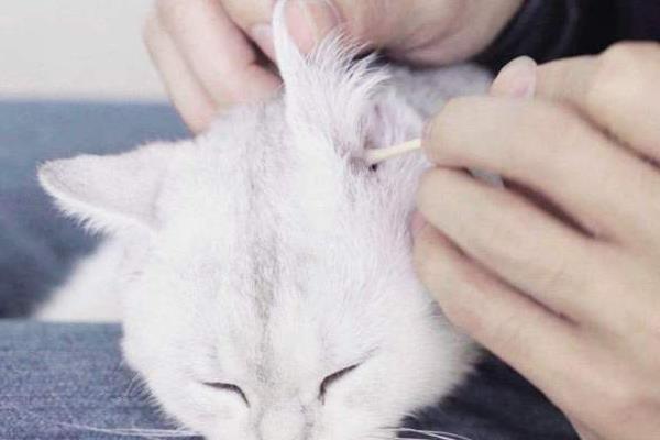 猫咪耳朵里有耳垢就是有耳螨吗，不一定是耳螨引起的