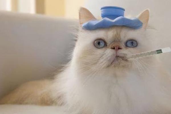 猫咪感冒时的症状，表现有体温降低、打喷嚏、流鼻涕等